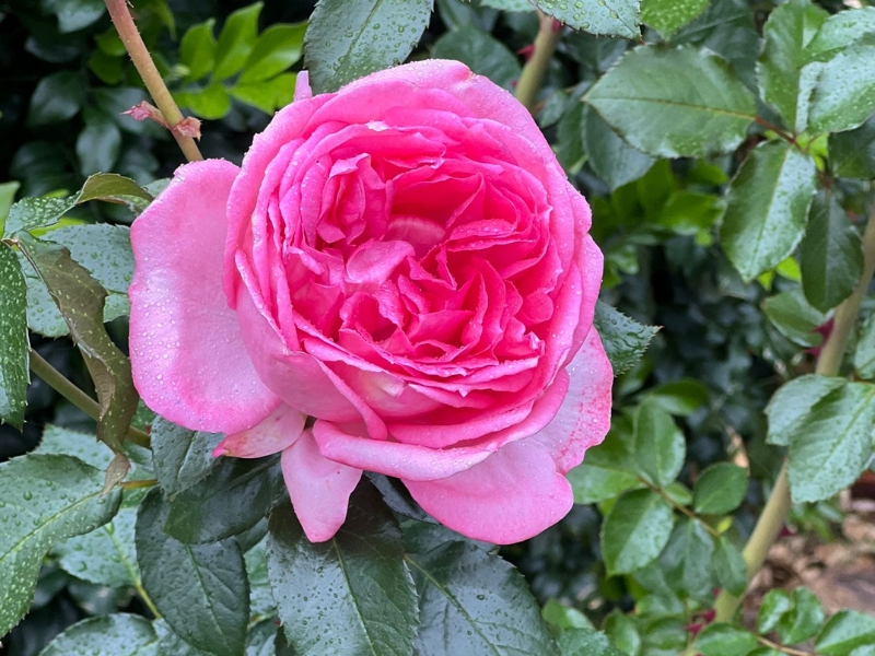 JSBL Plant Care JSBL Plant Care